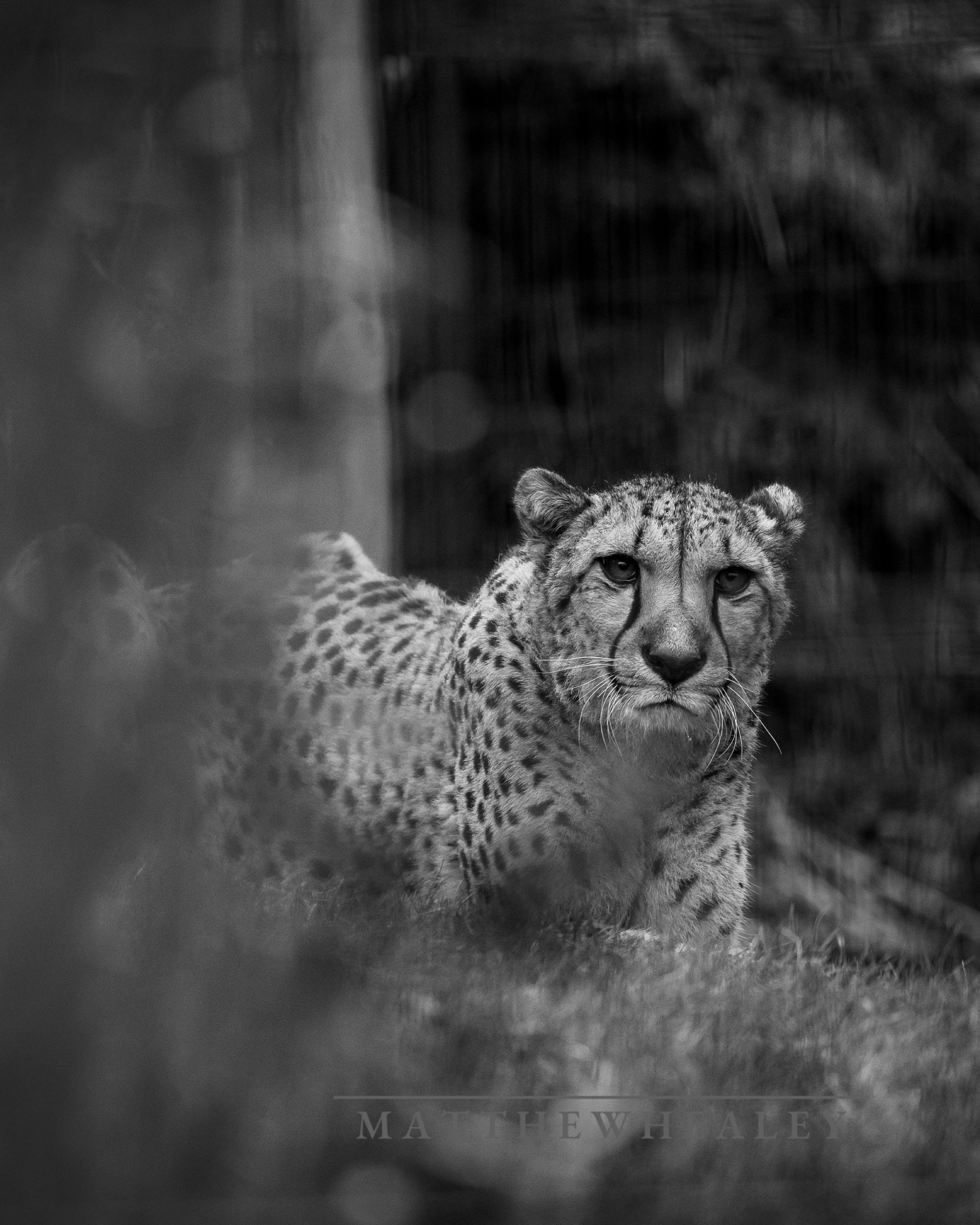 Black and white cheetah portrait wildlife photography fine art print